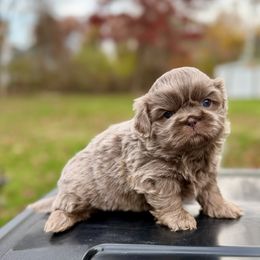 Henry - Lilac male Shih Tzu puppy in Wakefield, Rhode Island from Shih Tzu Companions