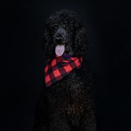 Kallani - Poodle
