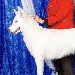 Berger Blanc Suisses from Starfyre Berger Blanc Suisse