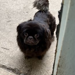 Fudge - Pekingese