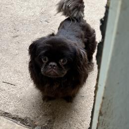 Fudge - Pekingese