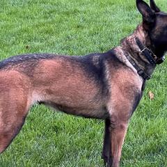 INKA - Belgian Malinois