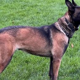 INKA - Belgian Malinois