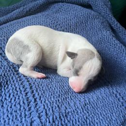 Katniss - White and blue brindle female Whippet puppy in Clinton, Tennessee from Ivanhoe Borzoi