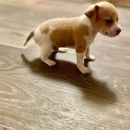 Chihuahuas, Pomeranians, and Yorkshire Terriers from Pampered Pups Kennel