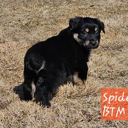 Spider (Miles) - Black tri male Miniature Australian Shepherd puppy in Orrtanna, Pennsylvania from Mountain Top Shepherd's