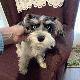 Rascal. - Miniature Schnauzer