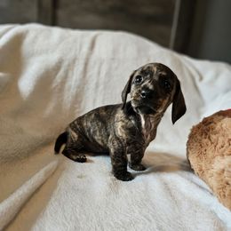 Roo - Brindle female Dachshund puppy in Cardington, Ohio from A & J Miniature Dachshunds & Bulldogs