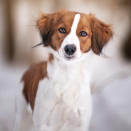 Nederlandse Kooikerhondje Puppies from Driftless Kooikerhondjes