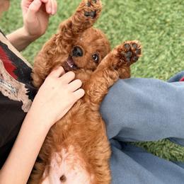 Cavapoo Puppies from Patriot Pups Cavapoos
