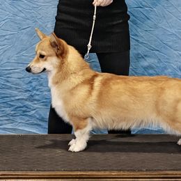 Lola - Pembroke Welsh Corgi