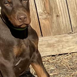 Doberman Pinscher Puppies from Von Schaaf Haus DuPree