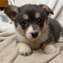 Martha - Gray and white female American Corgi puppy in Grants Pass, Oregon from KnR Antler Dogs