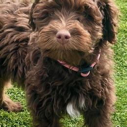 Aussiedoodle Puppies from Mini AussieDoodle Puppies