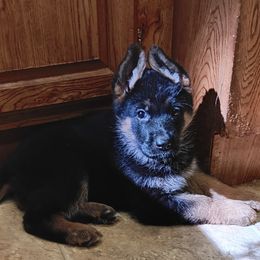Green girl - Black and red female German Shepherd puppy in Stevenson, Washington from Sundance Shepherds