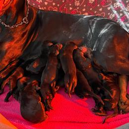 Boy 1 - Black and rust male Doberman Pinscher puppy in Lake City, Florida from Paintedcrazy Doberman Pinchers