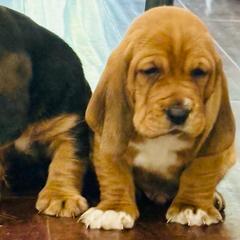 Male Red (Socks) - Red and white male Basset Hound puppy in Oviedo, Florida from Boss Farms