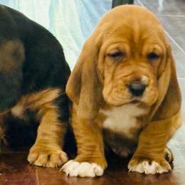Male Red (Socks) - Red and white male Basset Hound puppy in Oviedo, Florida from Boss Farms