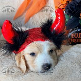 Mr. Lt. Green-2800 - Cream male Dachshund puppy in Sparr, Florida from From the Heart Doxies