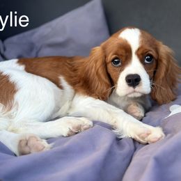 Kylie (FULL AKC registration) - Cavalier King Charles Spaniel puppy in Nashville, Tennessee from Hungarian Cavaliers of Nashville