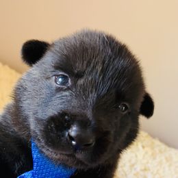 Dutch Shepherd Puppies from Sylviane Wildflower DSK (Dutch Shepherd Kennel)