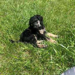 Skye - Phantom female Poodle puppy in Vaughn, Montana from 406 Poodles