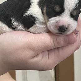 Blaze - Parti male Miniature Schnauzer puppy in Carriere, Mississippi from Sassy Schnauzers