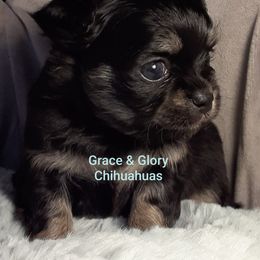 Chihuahua Puppies from Grace & Glory Chihuahuas