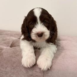 Lucas - Parti male Goldendoodle puppy in Allen, Texas from Calena’s Doodles