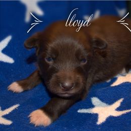 Australian Shepherd Puppies from Copper Kettle Ranch