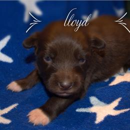 Australian Shepherd Puppies from Copper Kettle Ranch