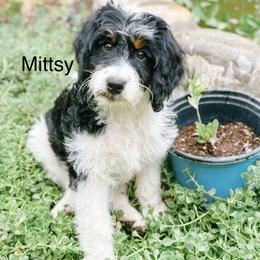 Mittsy - Tri-color female Bernedoodle puppy in Pasco, Washington from Camp Doodle Woods