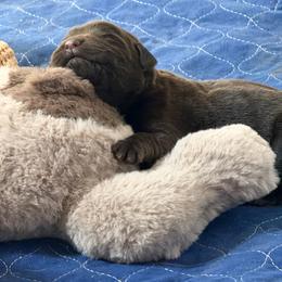 Treaty - Chocolate male Labrador Retriever puppy in Wittmann, Arizona from AM Labradors