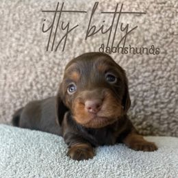 AKC- FUDGE (girl) - Chocolate and tan female Dachshund puppy in Canton, Texas from Itty Bitty Dachshunds