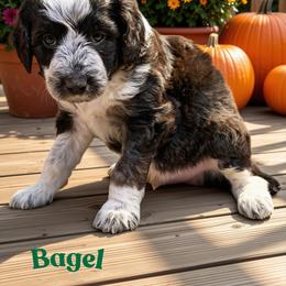 Bagel - Black and white male Aussiedoodle puppy in Ellenburg Center, New York from Kristin's Puppies