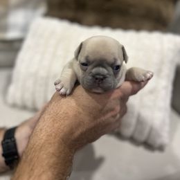 French Bulldog Puppies from Camper Puppy