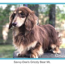 Grizz - Dachshund