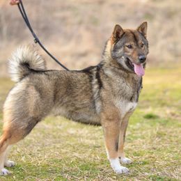 Dojo - Shiba Inu