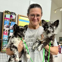 Sprout - Black merle female Mudi puppy in Raeford, North Carolina from Wodan Kennels