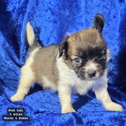 AKC Pink Girl - White and sable female Papillon puppy in Cadiz, Kentucky from Tiny Treasures Papillons
