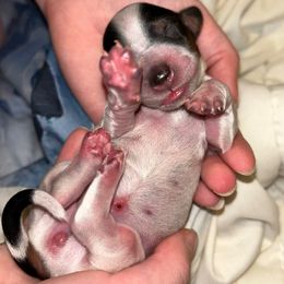 Bambi - Piebald female Dachshund puppy in Bruceton, Tennessee from Dachshund Dreams