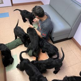 Assorted Doodle Crosses Puppies from Golden Mountain Doodles