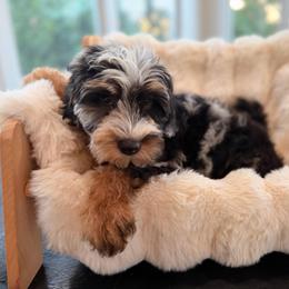 Rosie - Blue merle female Sheepadoodle puppy in North Royalton, Ohio from Johnson's Doodles