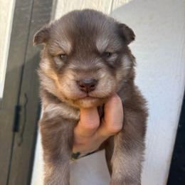 Red - Red and white male Siberian Husky puppy in Jonesborough, Tennessee from Dry Creek Siberians