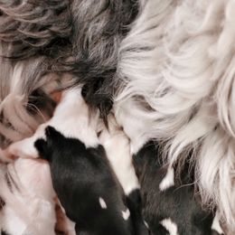 Gianna - Old English Sheepdog