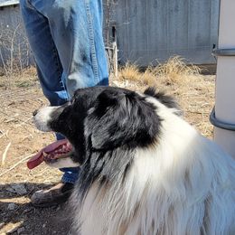 Cruiser - Border Collie