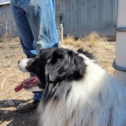 Cruiser - Border Collie
