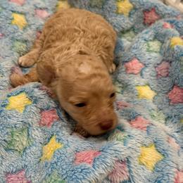 AKC Apricot female - Apricot female Poodle puppy in Quincy, Florida from Always Best Kennels, Inc