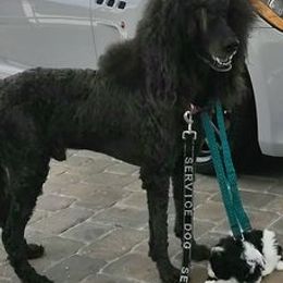 Havanese and Poodles from Curly Que Standard Poodles and Havanese