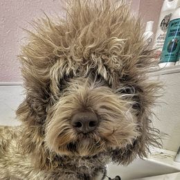 Gigona - Labradoodle